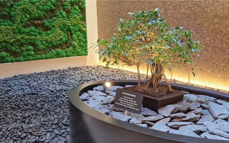 Bonsai tree in reception Bonsai tree in reception space